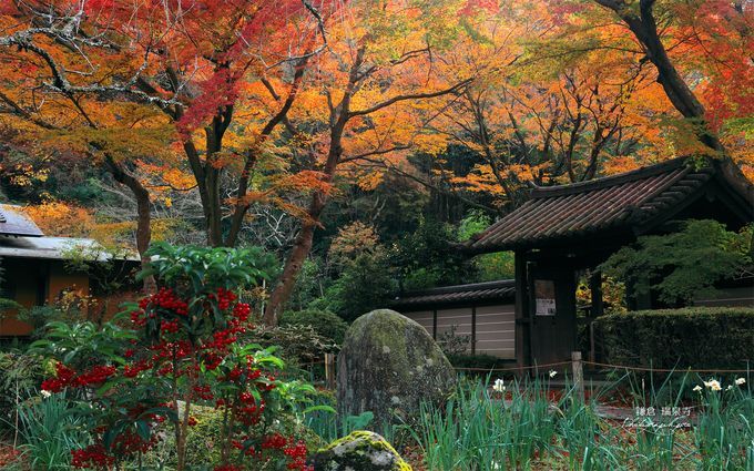 秋のお寺巡りがオススメ！鎌倉で行くべき人気紅葉スポット６選